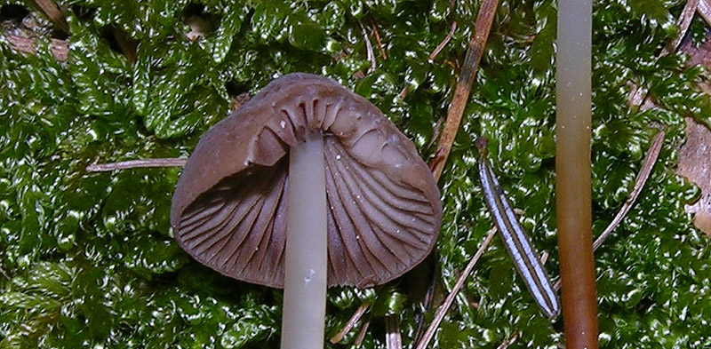 Marasmius cohaerens da confermare.